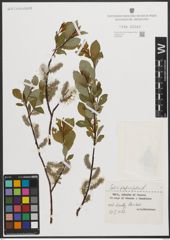 Foto von Salix phylicifolia L.